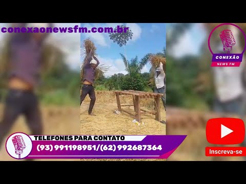 Resgatando as Tradições Fainenses Colheita de Arroz no município de Fa