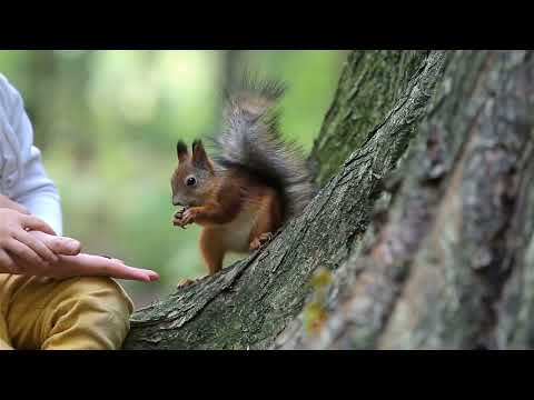 Secret Life of Squirrels: Unveiling the Acrobatic Wonders and Nutty Habits!