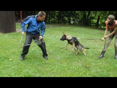 Merry Magnum Aykmar (4,5 Monate). Eine erste SD-Training (T. 2).