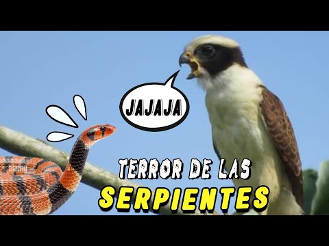 ¿AVE que ANUNCIA la MUERTE? | El Halcón Reidor
