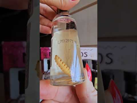 Gusano, mas pode chamar de "A famosa larvinha do Mezcal". #drink #mezcal #gusano #larva #tequila