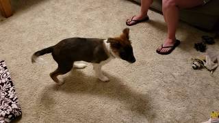 Client Update: Puppy Training