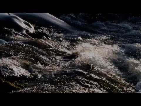 Felszínes találkozások (Asp fishing with Topwater lures)