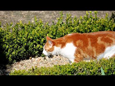 image : Samedi au jardin : "Les Charmilles" Ehpad en Charente