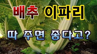 [텃밭농부.827]  배추 이파리 많이 따 내면 좋을까요?