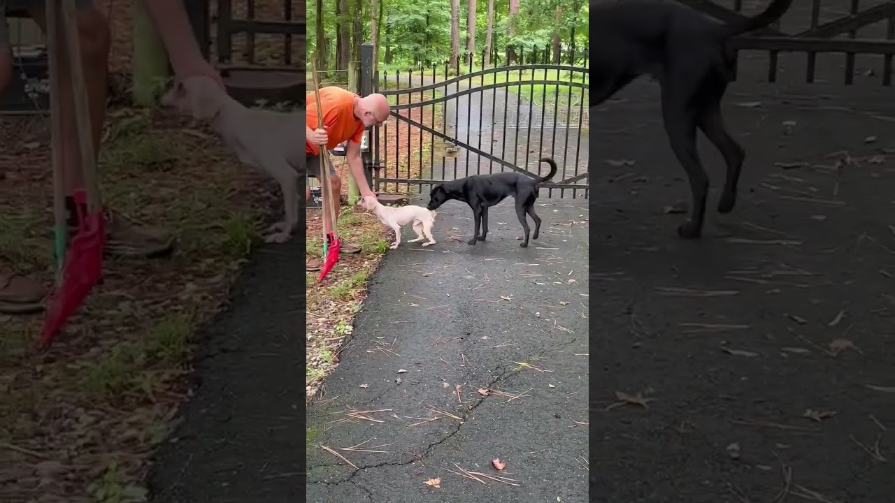 Walker video