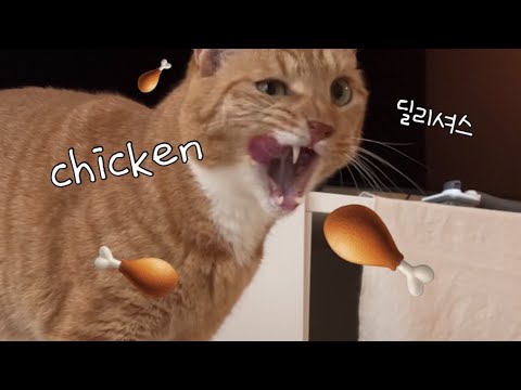 고양이 특식 먹는 날, 치킨데이!
