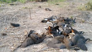 Download lagu mikat ruak2 disini dapat banyak banget#mikat #ruak2#menangkap mp3