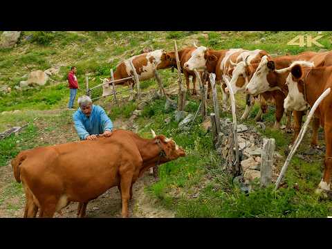 Life in the Green Highlands – A Gathering of Three Generations | Documentary Film
