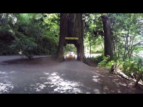 I drove through a tree