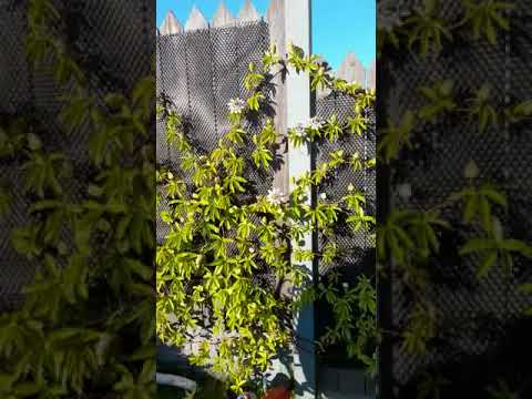 WhatsApp Video 2020 07 28 at 20 19 02