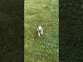 French Bulldog dogs for sale: Pearl - Video 1