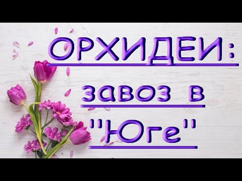 ЗАВОЗ прекрасных ОРХИДЕЙ в "Юге":Дикие КОТЫ (phal."Wild Cat"),19.09.20,Самара,ул.Авиационная,8.