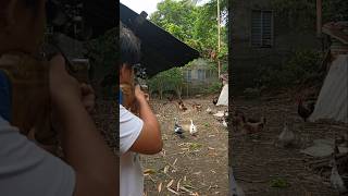 Download lagu Pcp airgun compact, hunting chicken. #pcpairgun #airgun #airgunhunters mp3