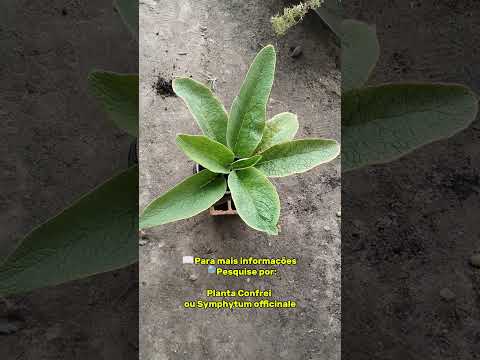 🌿 Confrei Medicinal: Uma planta tradicional que está sumindo dos quintais | Carutapera-MA
