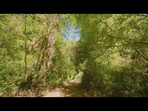 4K HDR Relaxing Walk in Redwoods, California with Real Sounds   Tall Trees Grove Trail Hike   Part 2
