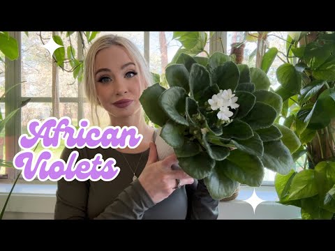 Easy & Simple African Violet Care | Wick Watering