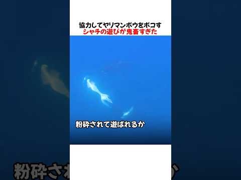 協力してヤリマンボウをボコすシャチの遊びが鬼畜すぎたｗｗｗｗｗ