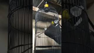 Download lagu pleci dakbal nembak sejalur #shorts mp3