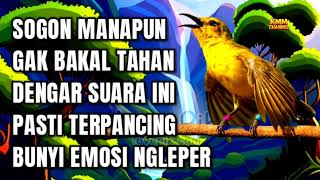 Download lagu Yang denger pasti ikut bunyi‼️ Pancingan sogon agar emosi ngleper mp3 Download lagu Yang denger pasti ikut bunyi‼️ Pancingan sogon agar emosi ngleper mp3