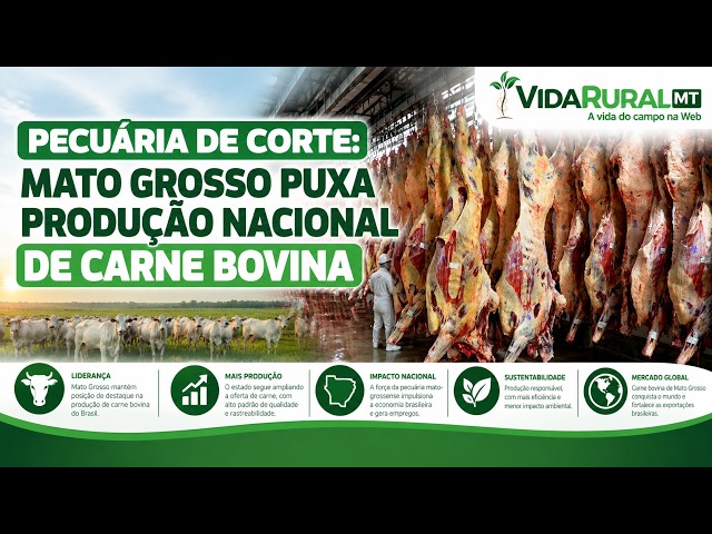 MATO GROSSO PUXA PRODUÇÃO NACIONAL DE CARNE BOVINA