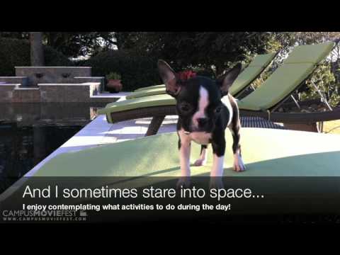 A Day in the Life of Twiggs