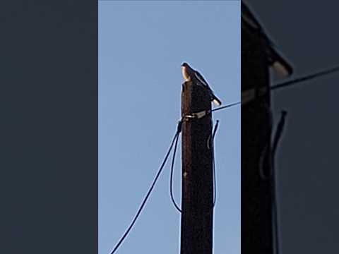 Caza de paloma con rifle de aire benjamin 22 la primera de la noche🕊 #caza#airrifle#paloma