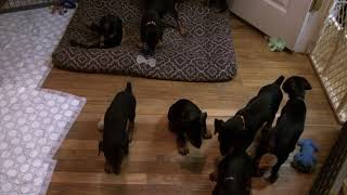 Video preview image #7 Doberman Pinscher Puppy For Sale in MARSHFIELD, MA, USA
