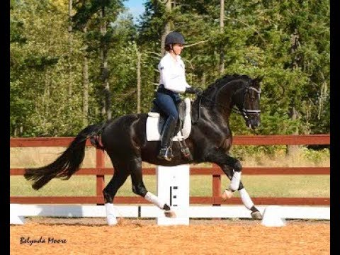 SOLD *2011 Sir Donnerhall x Conteur