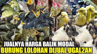 Download lagu TUMPAH BERCECERAN ! RATUSAN EKOR BURUNG LOLOHAN DIJUAL MURAH HARI INI DIKIOS PASAR PRAMUKA mp3