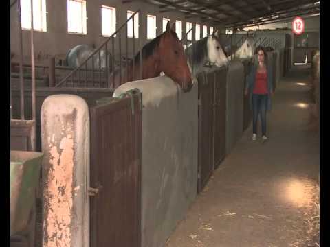 DIVOKÉ KONE II. (3.9.2015 o 20:30 na JOJke)