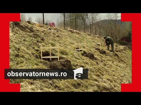 Pomii fructiferi din Băile Tuşnad au fost tăiaţi pentru a scăpa de urşi