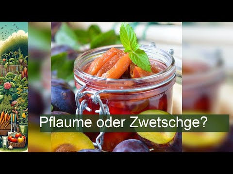 Pflaume oder Zwetschge: Der Unterschied