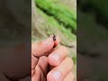 Big Black Ant In My Hand Ants Black Hand Nature Insects Reels Tree Green Love Poisonousinsects