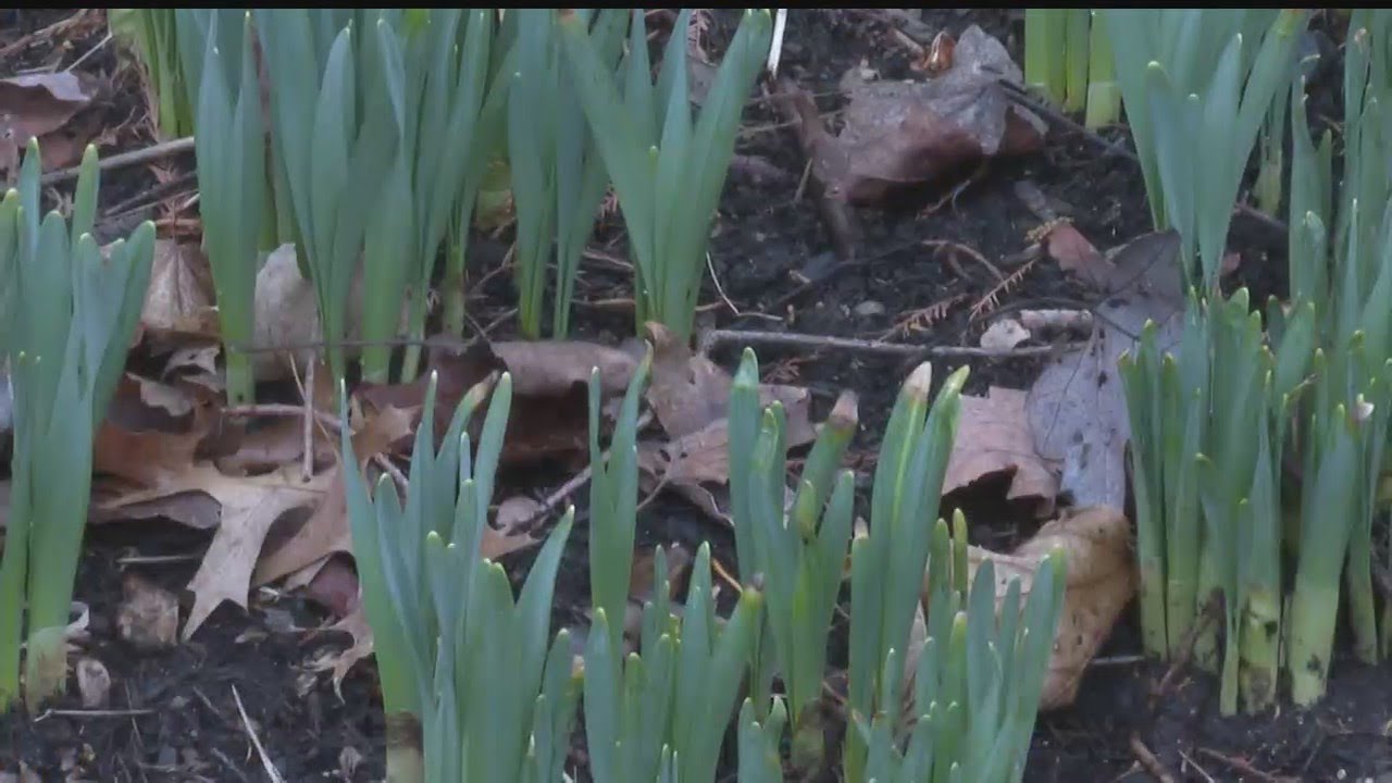 Roller coaster weather affecting Fellows Riverside Gardens