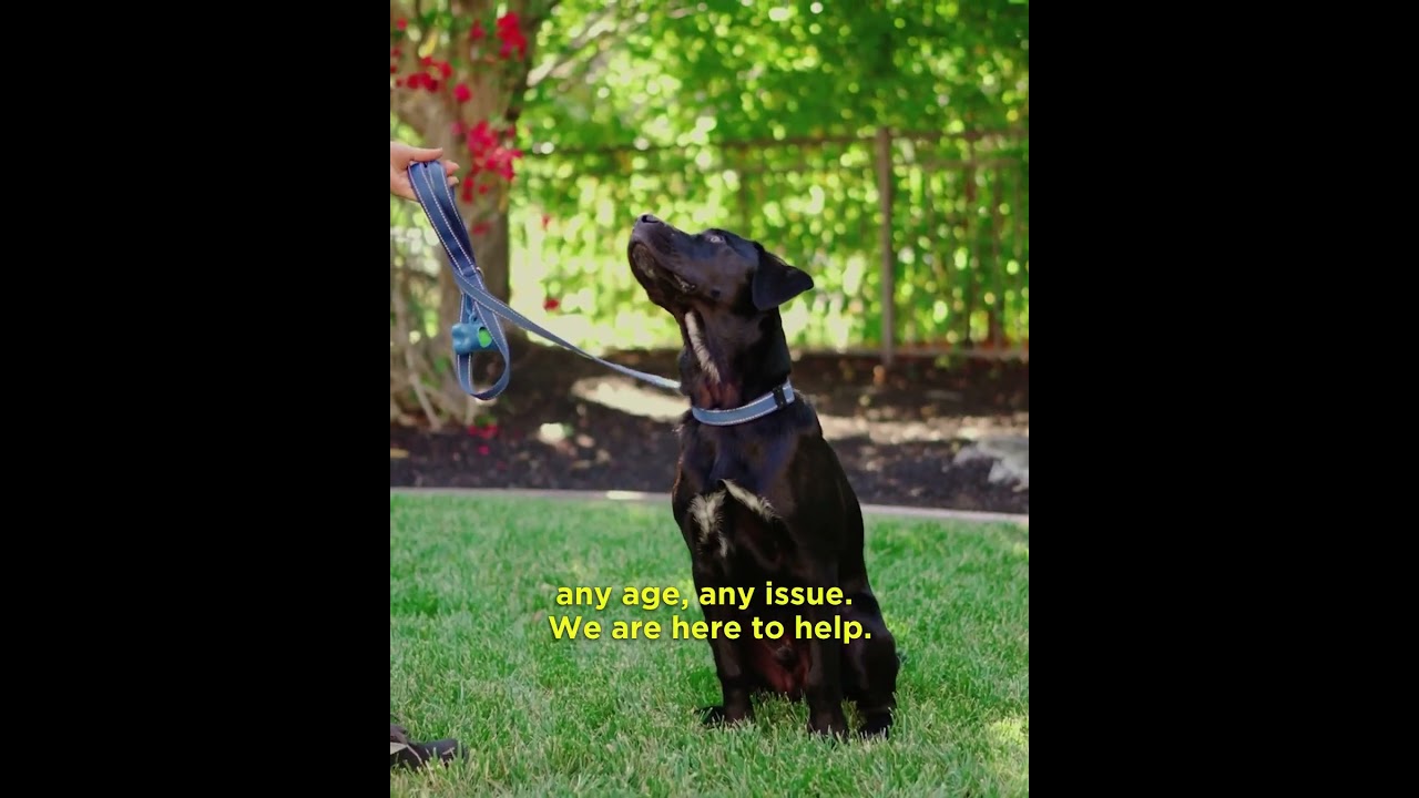 Video preview image for Meet Justine, Your Local Expert Dog Trainer