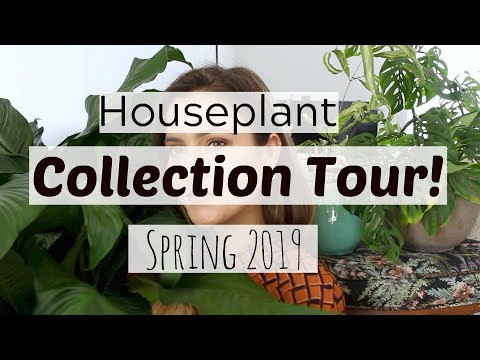 Houseplant Tour | Spring 2019 Houseplants!