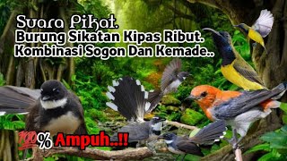 Download lagu Suara Pikat Burung Sikatan Kipas Ribut. Kombinasi Sogon Dan Kemade. Ampuhnya Bukan Main.. mp3