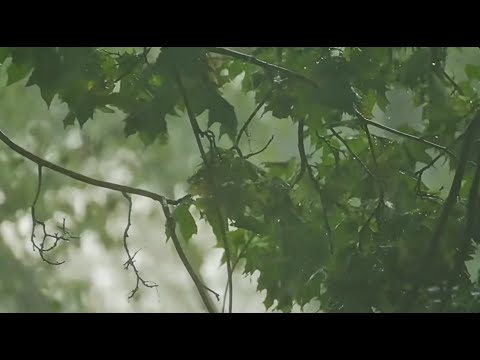 HEAVY RAIN and THUNDERSTORM Sounds – 11 Hours of Real Rainforest Ambience for DEEP SLEEP