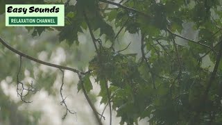 HEAVY RAIN And THUNDERSTORMS- 11 Hours of Real Rain Forest Sounds and Thunder (DEEP SLEEP)