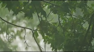 HEAVY RAIN And THUNDERSTORMS- 11 Hours of Real Rain Forest Sounds and Thunder (DEEP SLEEP)