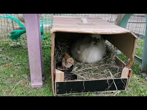 Seidenhühner - endlich hat unsere Zwergseidenhenne ihre Küken 🐥