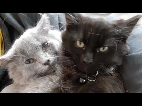 Kirby and Jigglypuff, an adopted Domestic Long Hair in Port Chester, NY_image-1