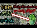 నా మిర్చి తోట్టకు 100% బాబేర రాలేదు using for only mirchi oberon and reget pesticide.....