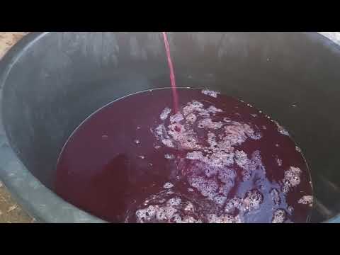 Cât timp se ţine mustul la fermentat