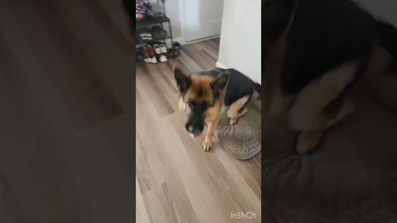 Enlarge Flint (CAT FRIENDLY), an adopted German Shepherd Dog in Greeneville, TN video 5/5