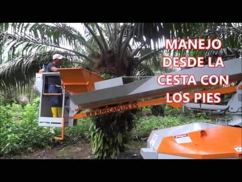 PODA DE PALMA - OIL PALM PRUNING