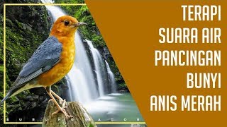 Download lagu Sangat Ampuh Terapi Suara Air Untuk Pancingan Bunyi Anis Merah mp3 Download lagu Sangat Ampuh Terapi Suara Air Untuk Pancingan Bunyi Anis Merah mp3