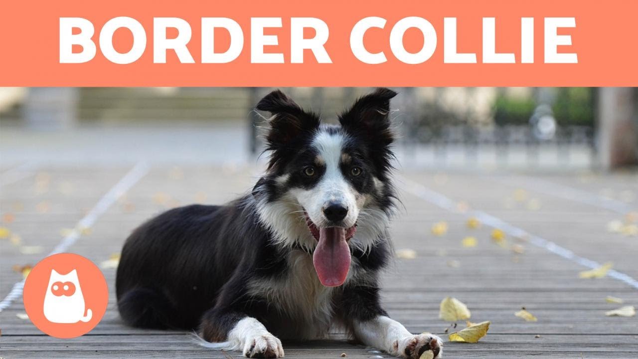 10 fatos sobre o BORDER COLLIE que o mundo precisa saber