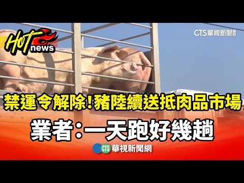 禁運令解除！　豬隻陸續送抵肉品市場　業者：一天跑好幾趟